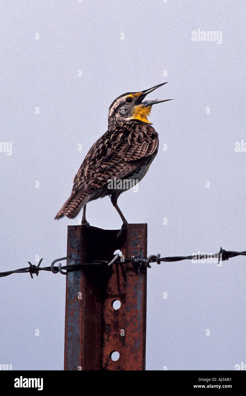 Montana western meadowlark hi-res stock photography and images - Alamy