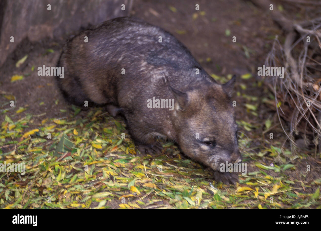 Mammal Wombat Hairy nosed Southern Stock Photo