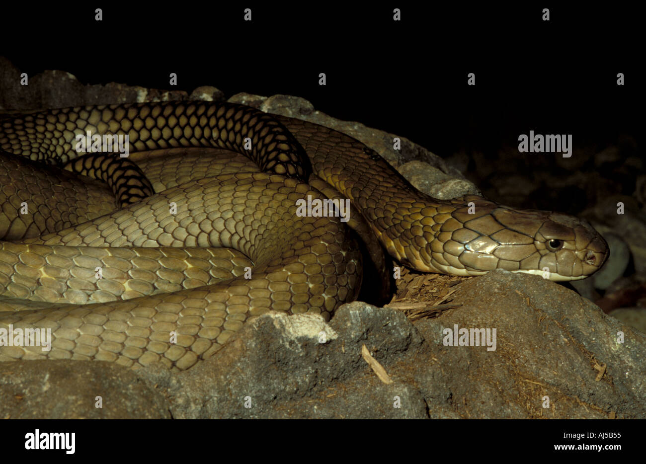 Reptile Snake Cobra King Central Florida Zoo Florida United States