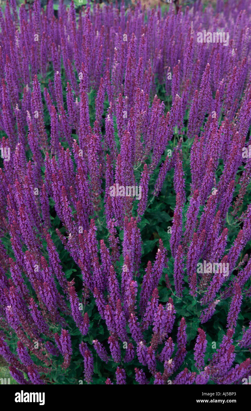 Salvia sylvestris may night hi-res stock photography and images - Alamy
