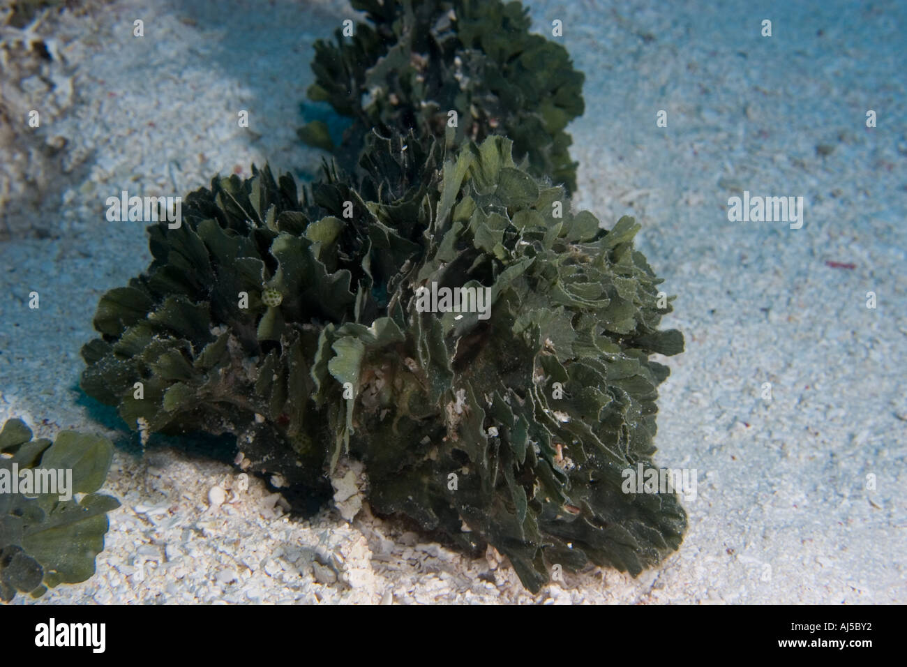 Calcareous algae Udotea sp Ailuk atoll Marshall Islands Pacific Stock Photo