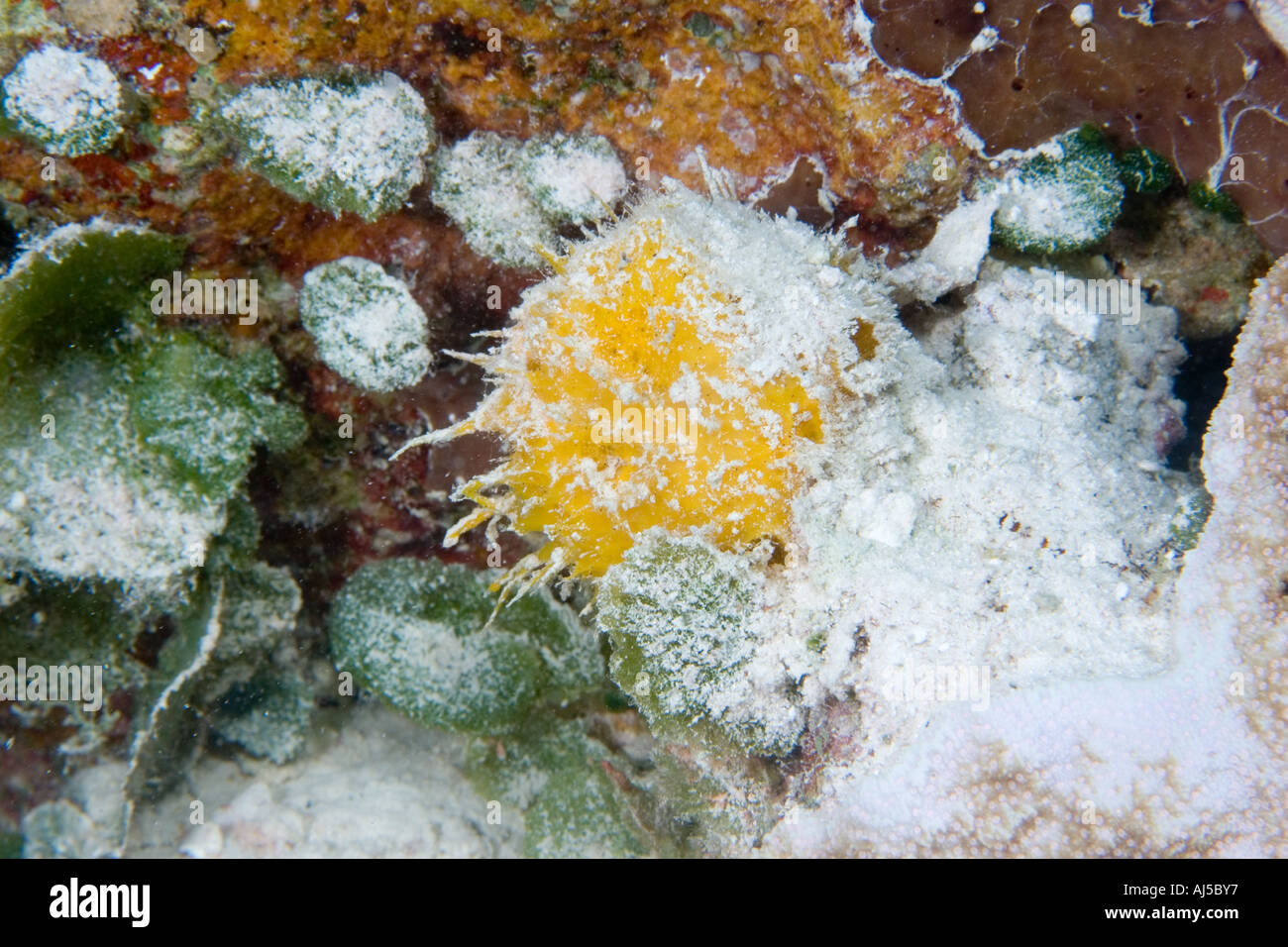Sponge Paratetilla sp Ailuk atoll Marshall Islands Pacific Stock Photo