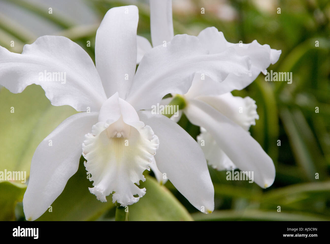 White cattleya orchids hires stock photography and images Alamy