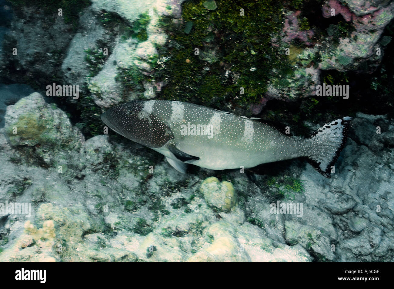 Blacksaddle or giant coral grouper Plectropomus laevis Ailuk atoll Marshall Islands Pacific Stock Photo