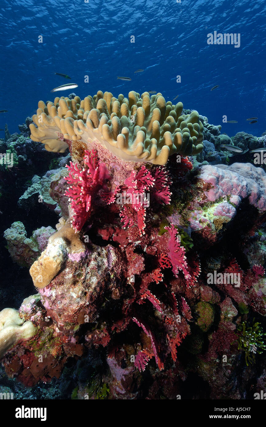 Stiff finger coral Lobophytum sp and red lace coral Distichopora violacea Ailuk atoll Marshall Islands Pacific Stock Photo