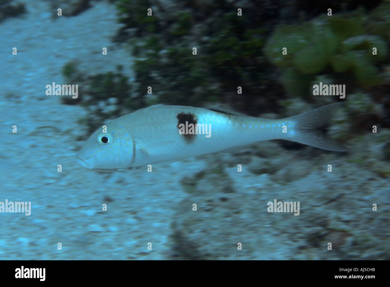 Sidespot goatfish Parupeneus pleurostigma Ailuk atoll Marshall Islands Pacific Stock Photo