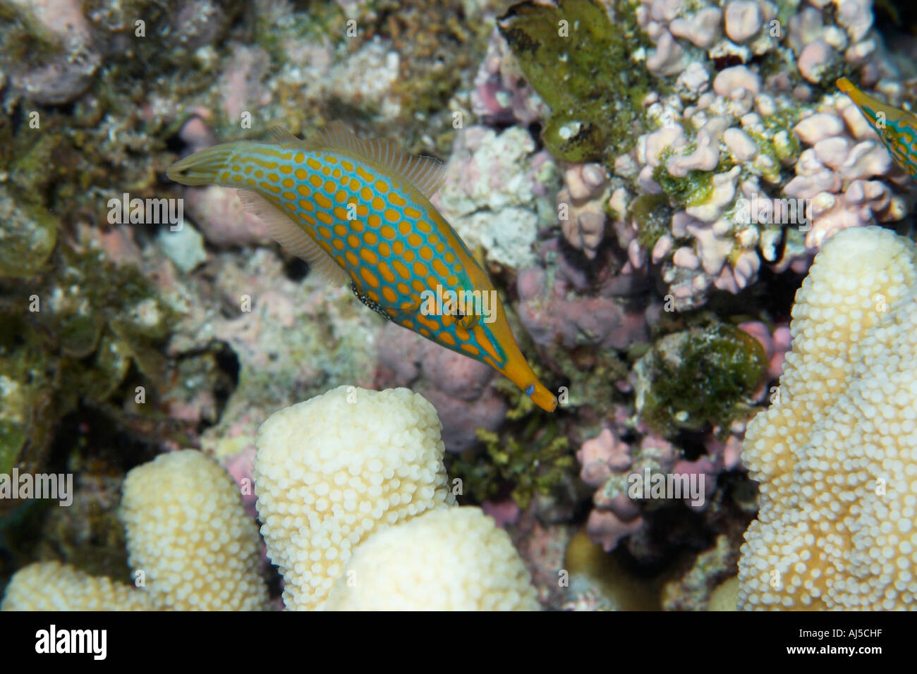 Longnose filefish Oxymonacanthus longirostris feeding on coral Acropora sp Ailuk atoll Marshall Islands Pacific Stock Photo