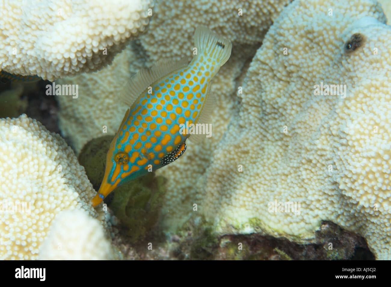 Longnose filefish Oxymonacanthus longirostris feeding on coral Acropora isopora sp Ailuk atoll Marshall Islands Pacific Stock Photo