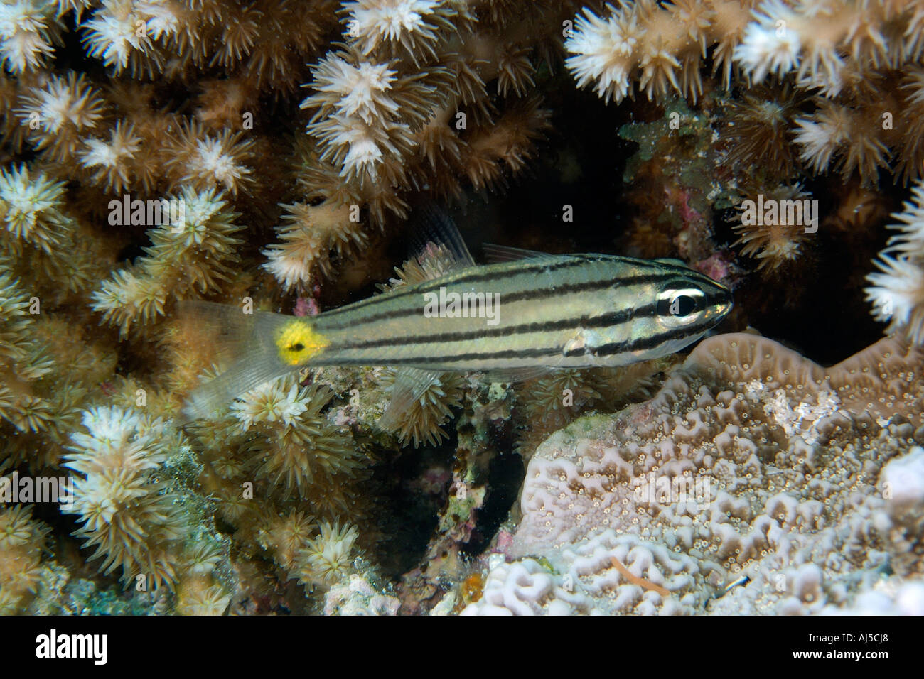 Five lined cardinalfish Cheilodipterus quinquelineatus and coral Galaxea sp Ailuk atoll Marshall Islands Pacific Stock Photo