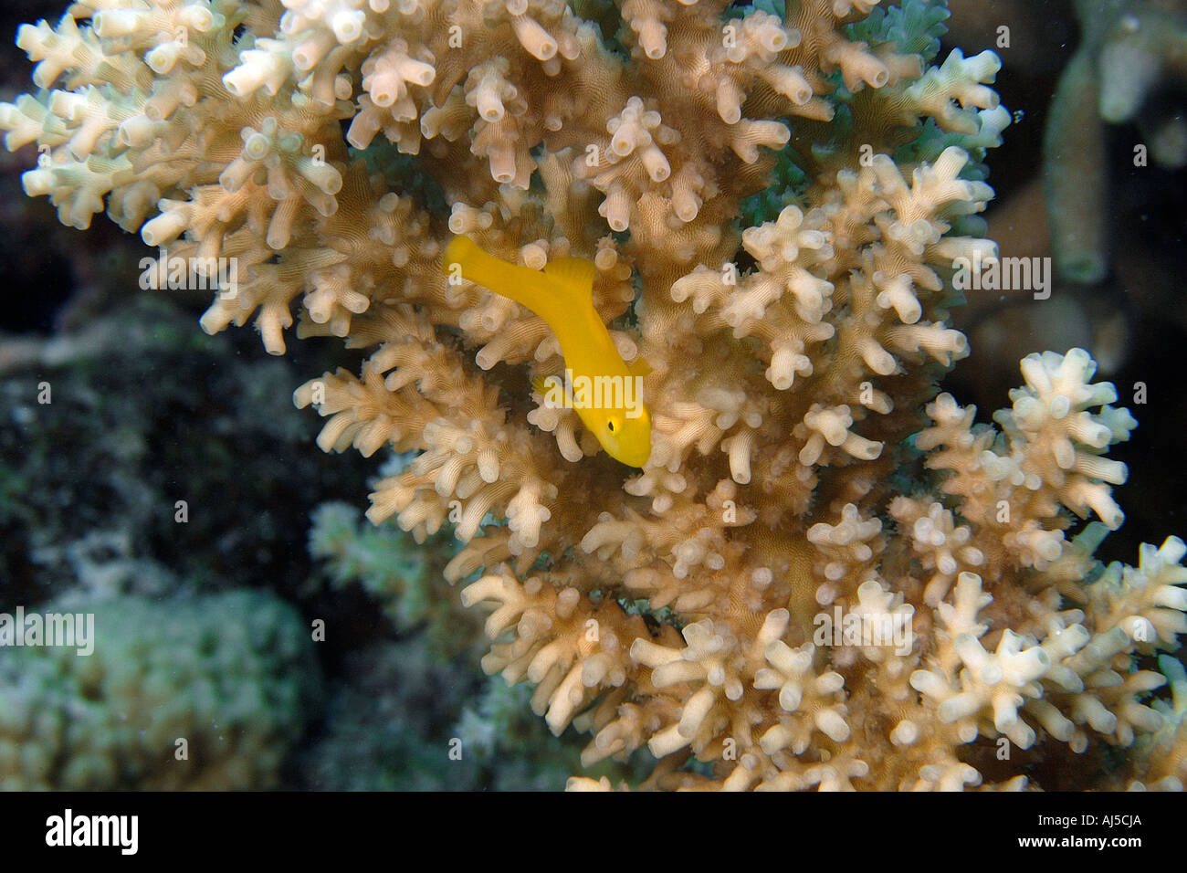 Yellow coral goby Gobiodon okinawae perched on coral branch Galaxea sp Ailuk atoll Marshall Islands Pacific Stock Photo