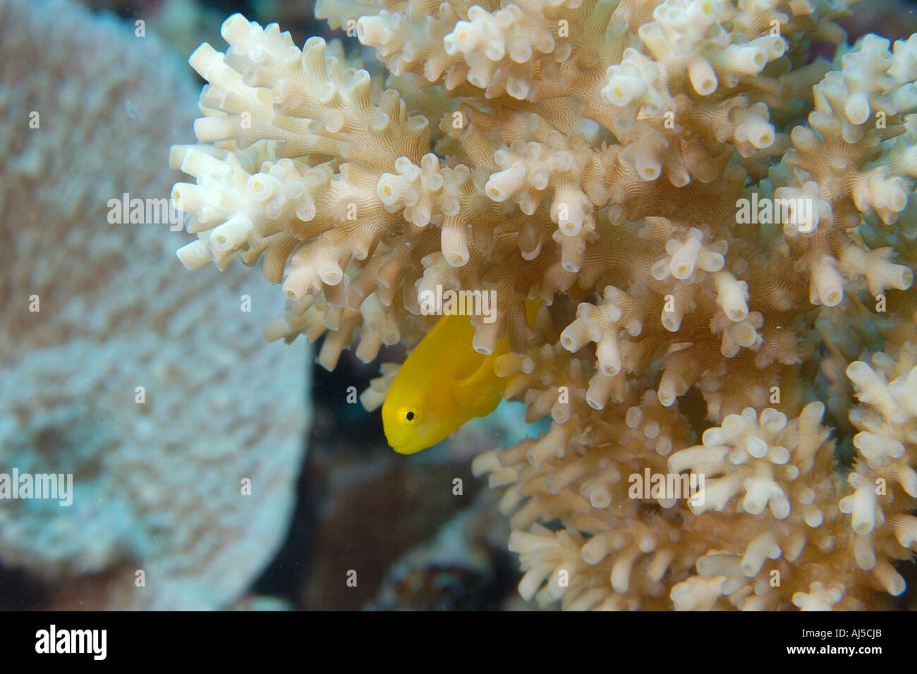 Yellow coral goby Gobiodon okinawae perched on coral branch Galaxea sp Ailuk atoll Marshall Islands Pacific Stock Photo