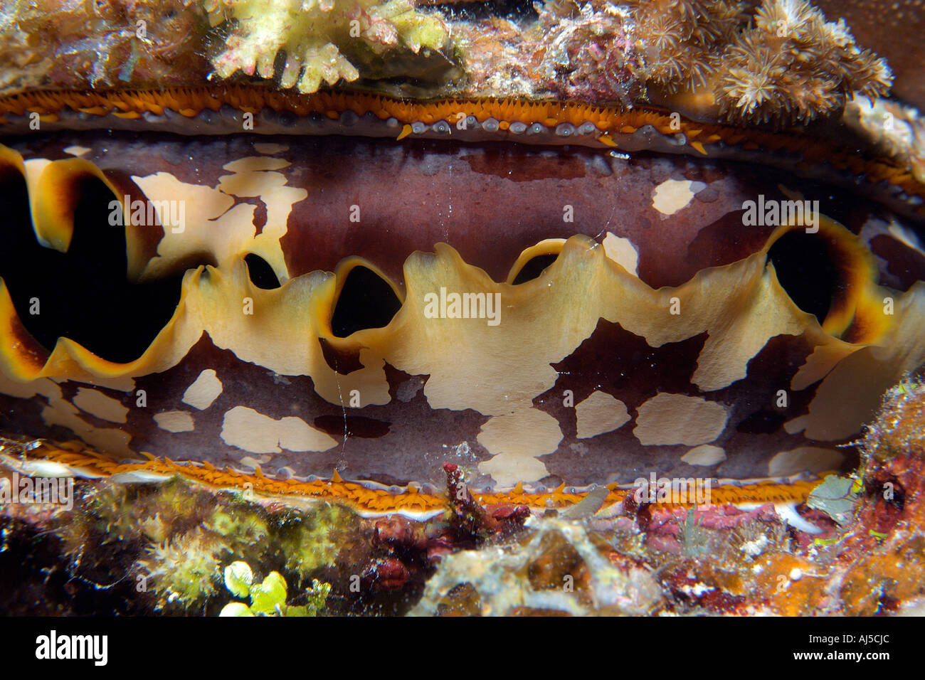 Thorny oyster Spondylus varius Ailuk atoll Marshall Islands Pacific Stock Photo