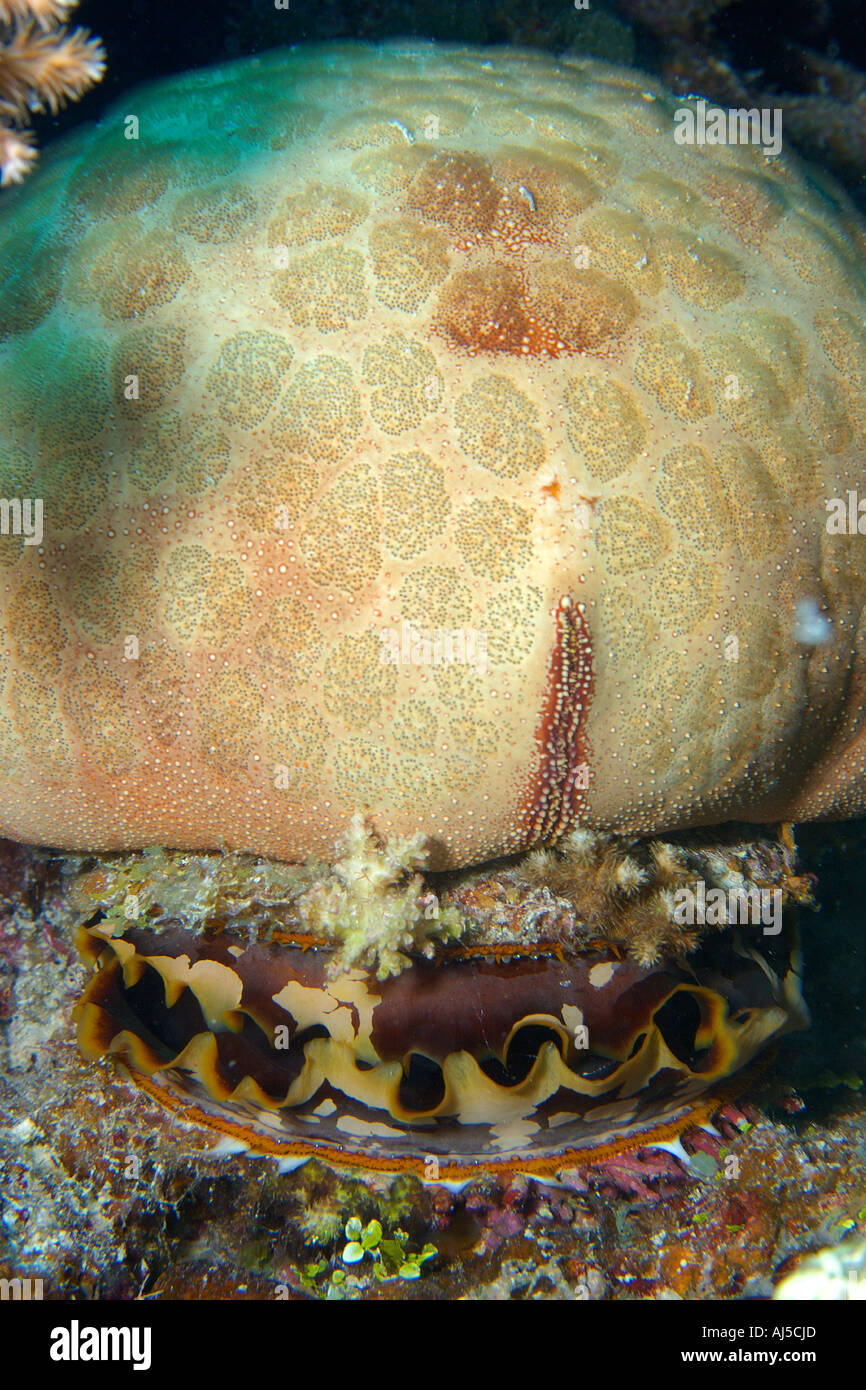 Cushion star Culcita novaguineae on top of thorny oyster Spondylus varius Ailuk atoll Marshall Islands Pacific Stock Photo