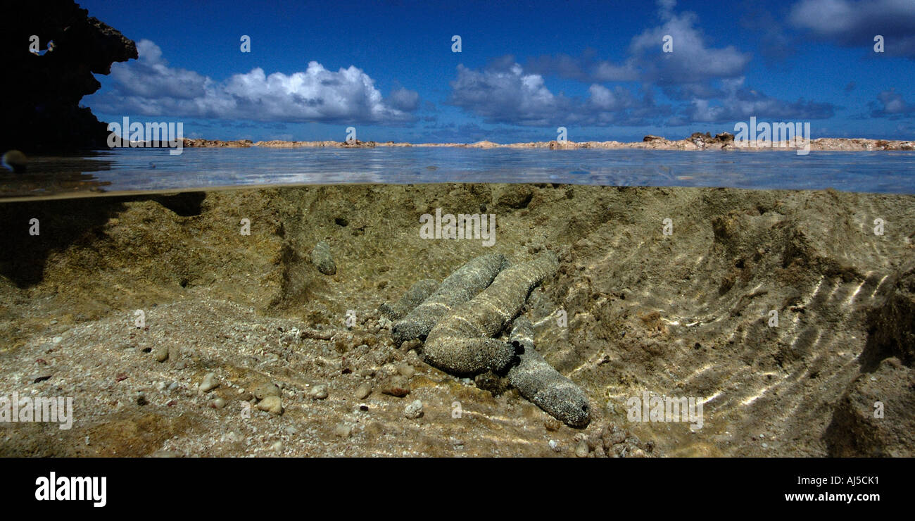 Sea cucumbers Holothuria atra in shallow tide pool Ailuk atoll Marshall Islands Pacific Stock Photo