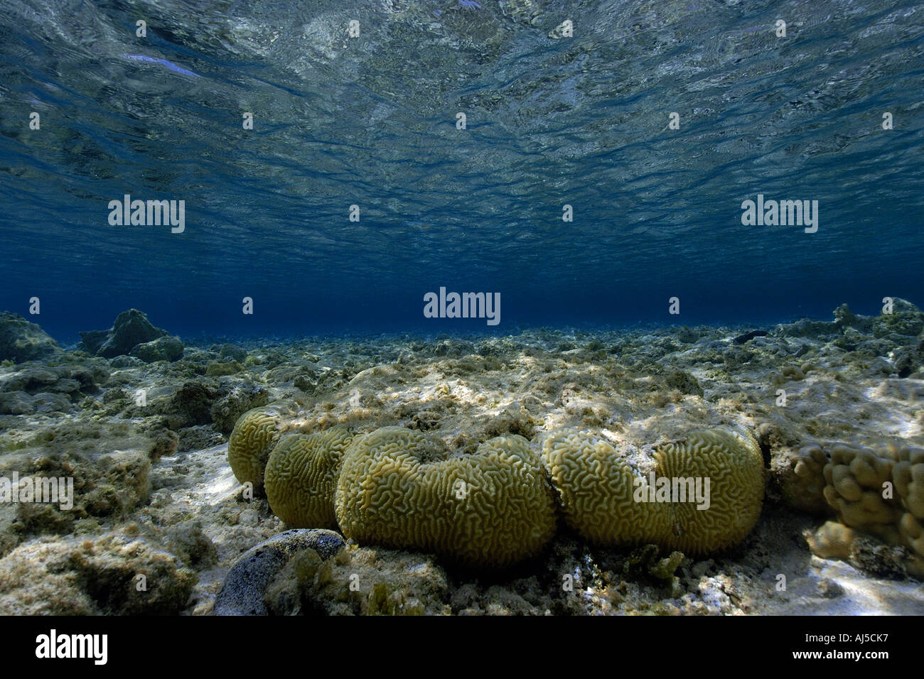 Brain coral Platygyra sinensis Ailuk atoll Marshall Islands Pacific Stock Photo