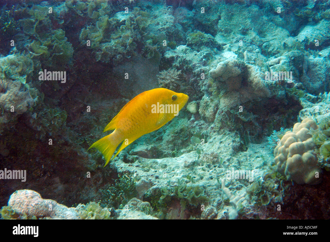Slingjaw wrasse Epibulus insidiator initial yellow phase Ailuk atoll Marshall Islands Pacific Stock Photo