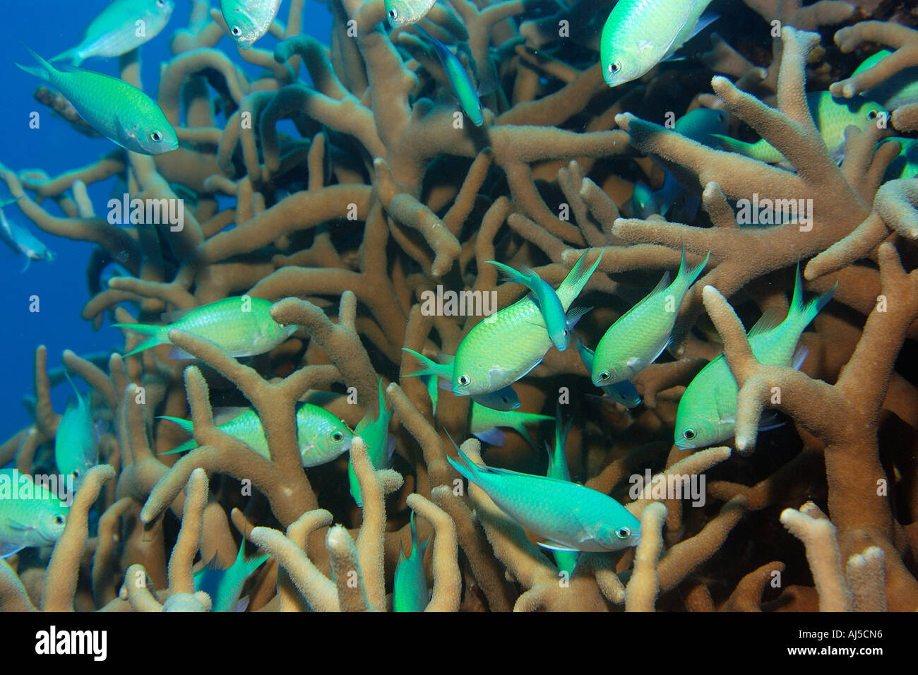 Blue green chromis Chromis viridis and hard coral Porites cylindrica Ailuk atoll Marshall Islands Pacif Stock Photo