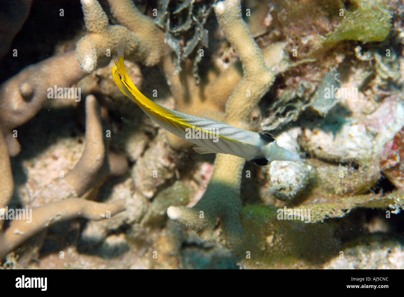 Threadfin butterflyfish Chaetodon auriga Ailuk atoll Marshall Islands Pacific Stock Photo