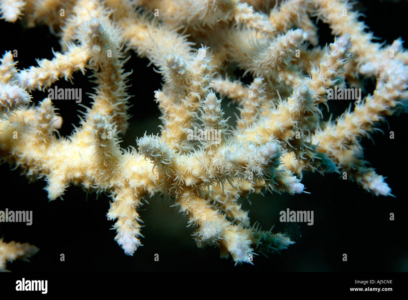 Staghorn coral with polyps extended Acropora sp Ailuk atoll Marshall Islands Pacific Stock Photo