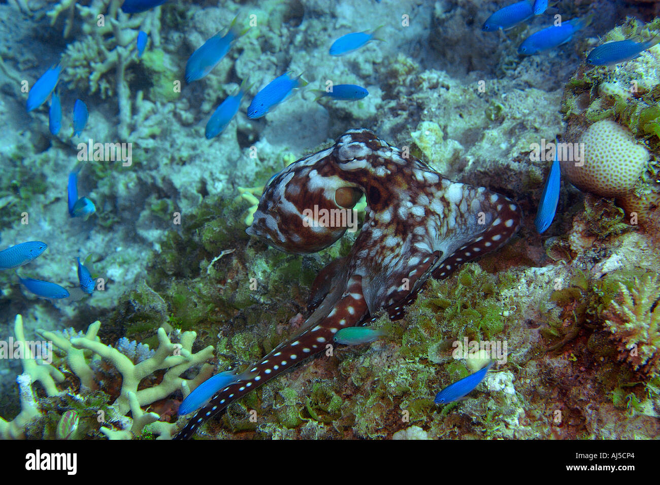 Reef octopus Octopus cyanea crawling over reef Ailuk atoll Marshall