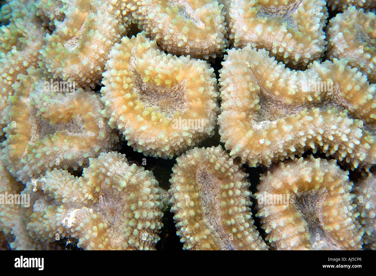 Coral Lobophyllia corymbosa Ailuk atoll Marshall Islands Pacific Stock Photo