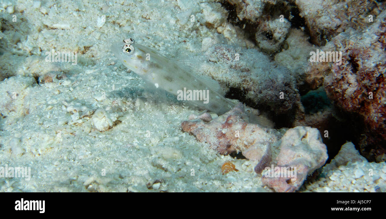 Sand shrimp goby Ctenogobiops feroculus Ailuk atoll Marshall Islands Pacific Stock Photo
