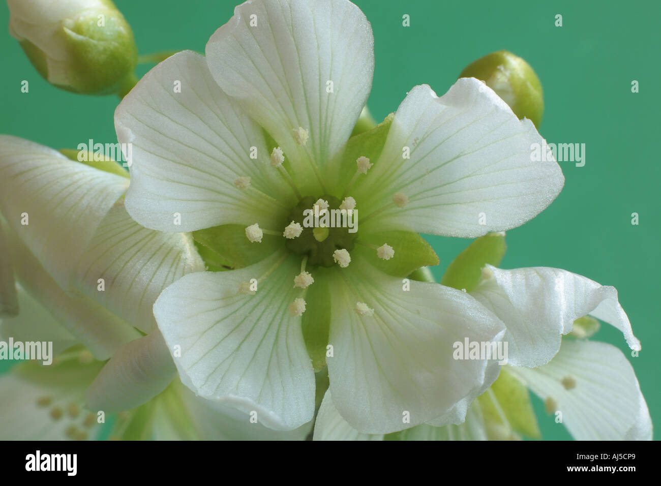 Venus Fly Trap Flower Stock Photo Alamy