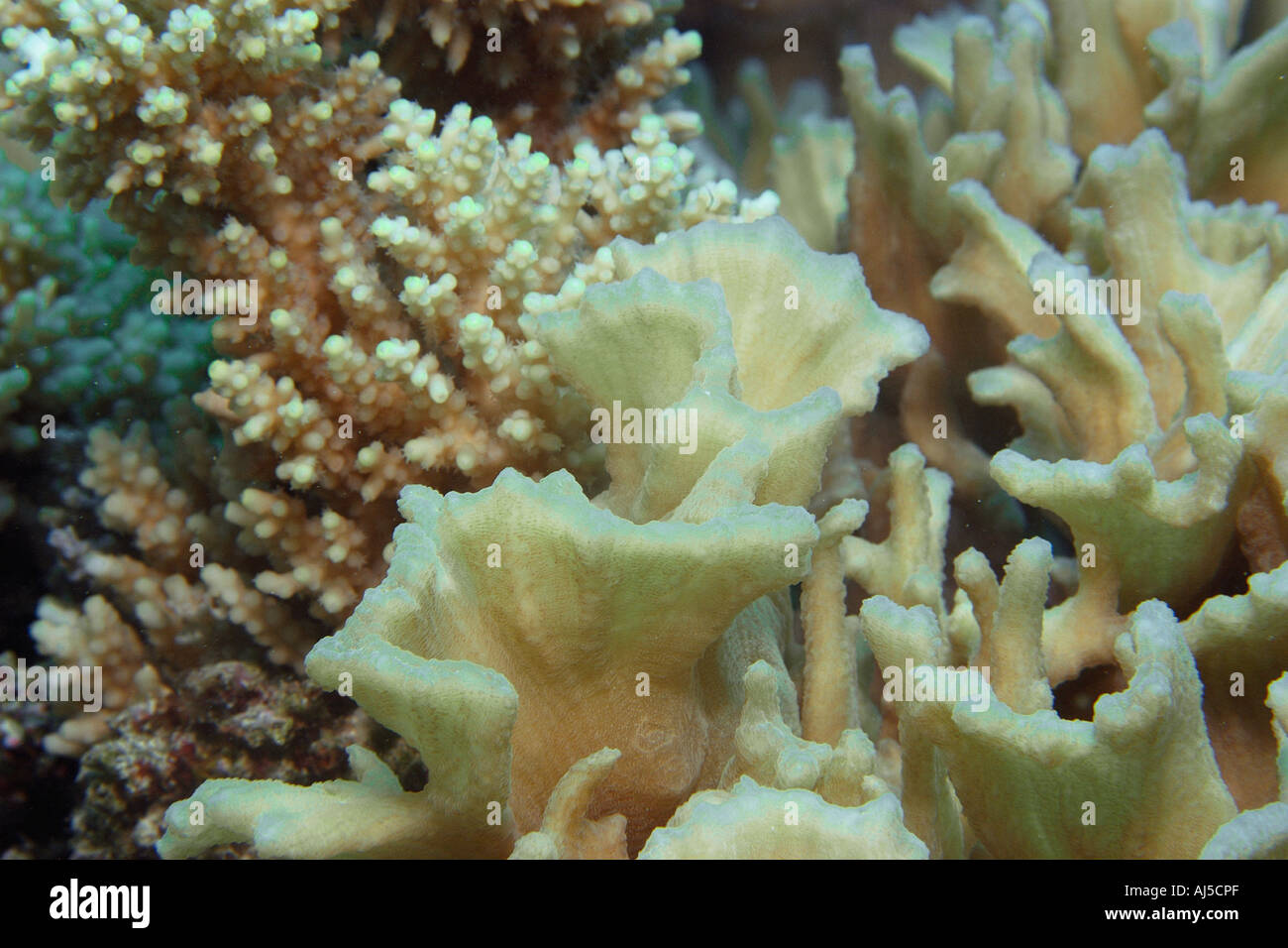 Corals, Pectinia paeonia Porites cylindrica Acropora sp Ailuk atoll Marshall Islands Pacific Stock Photo