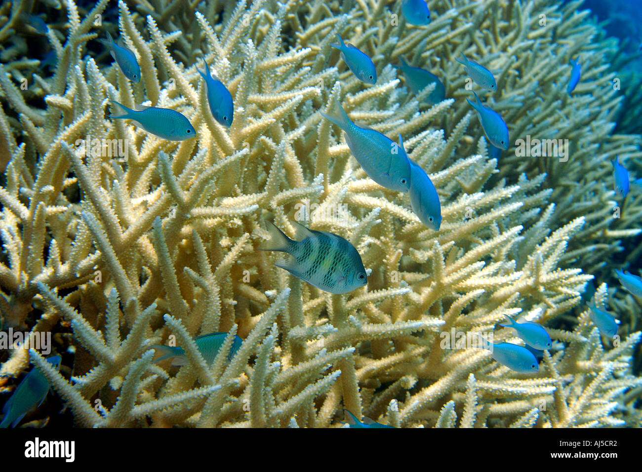 Blue green chromis Chromis viridis sheltered within branches of staghorn coral Acropora sp Ailuk atoll Marshall Islands Pacific Stock Photo