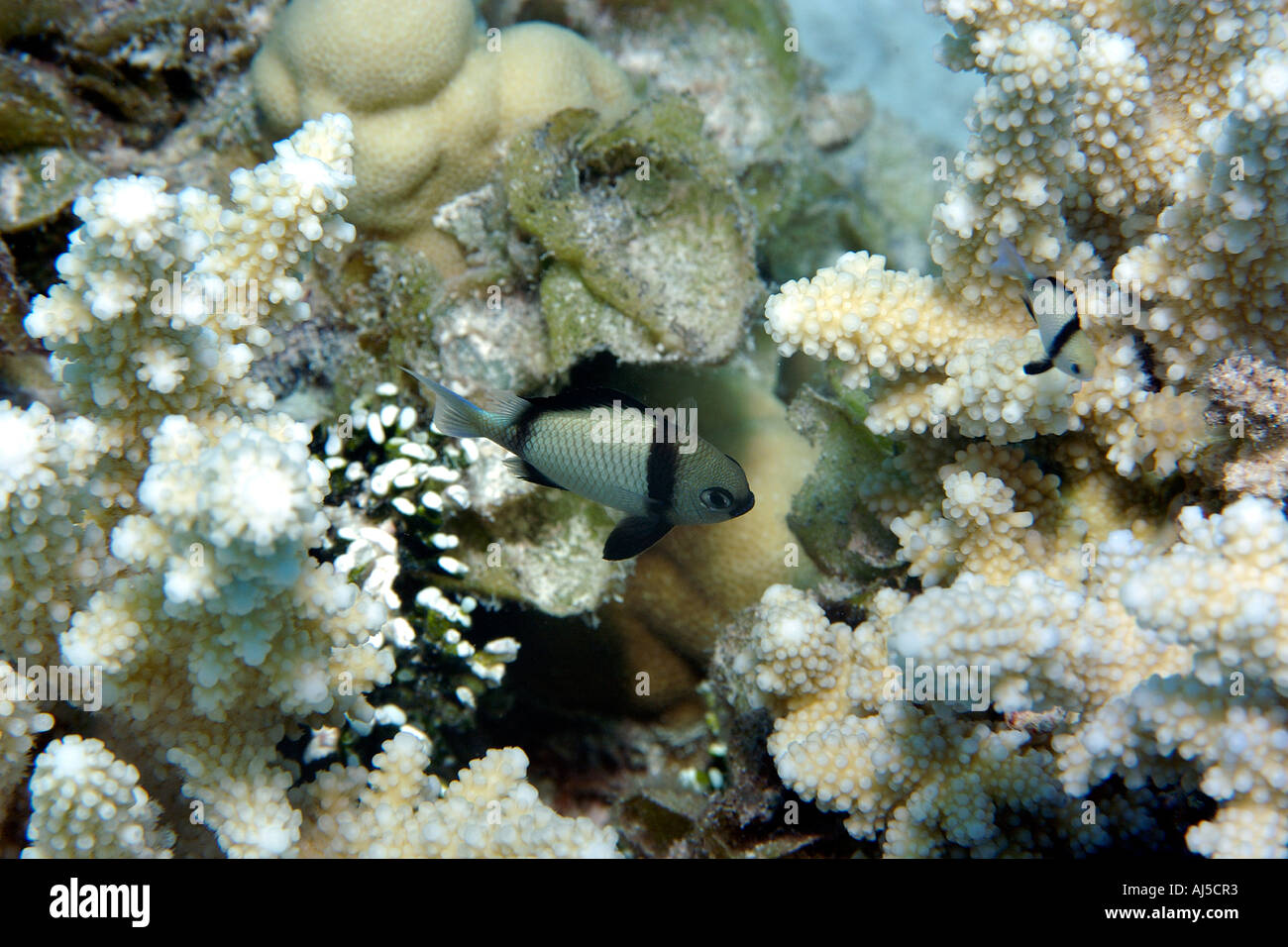 Reticulated Dascyllus Dascyllus reticulatus sheltered between corals Ailuk atoll Marshall Islands Pacific Stock Photo