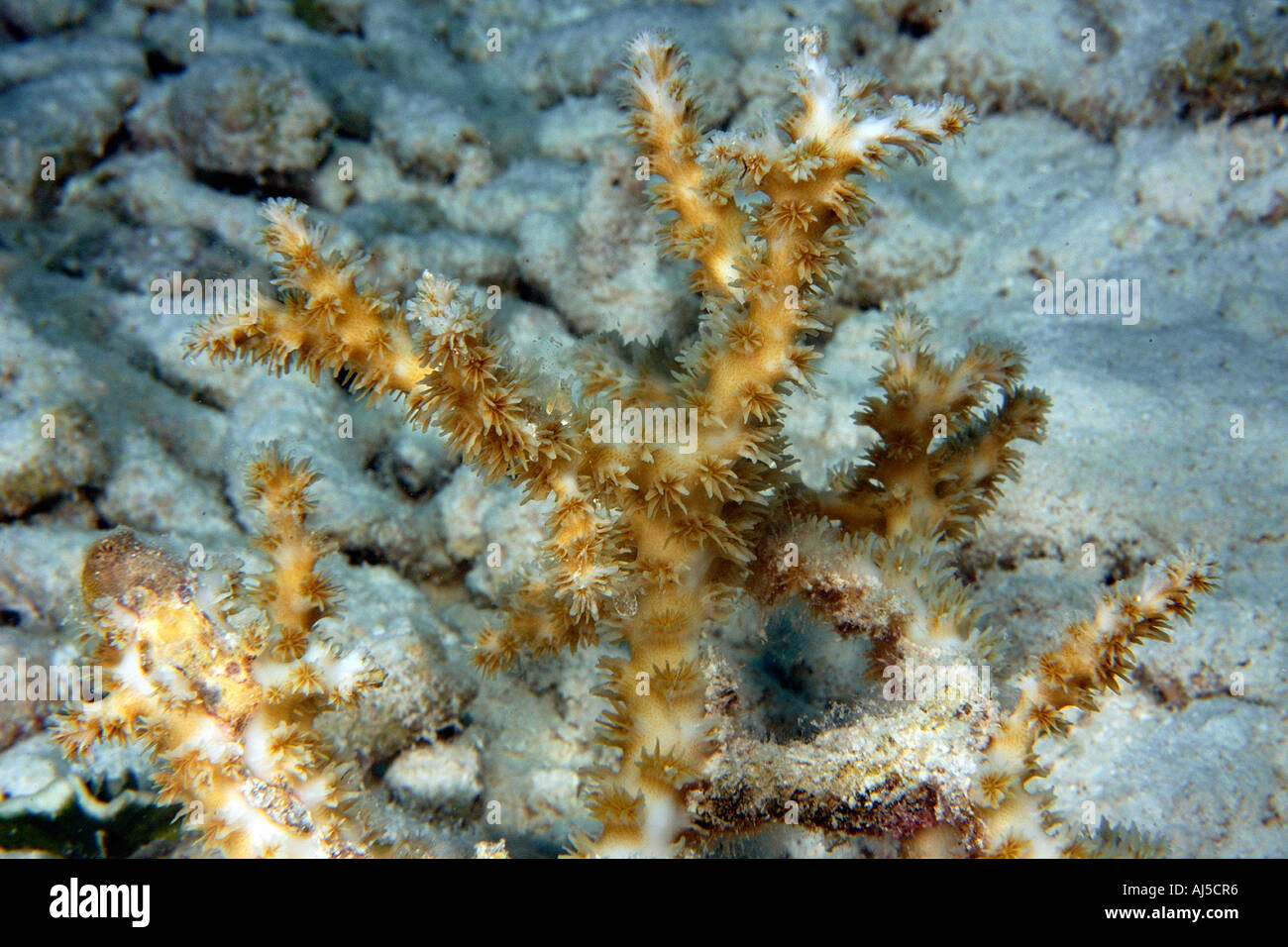 Coral Galaxea sp Ailuk atoll Marshall Islands Pacific Stock Photo