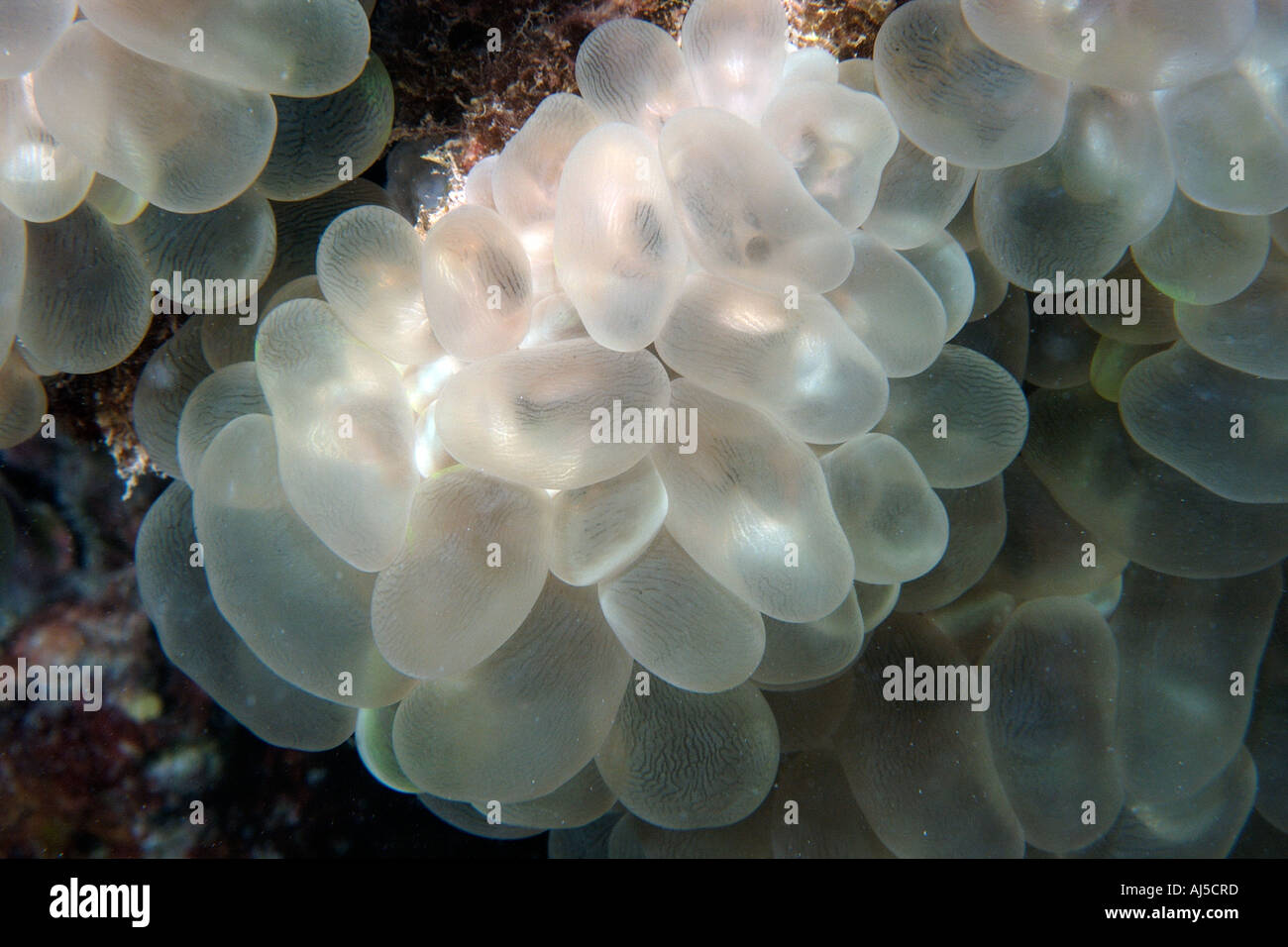 Grape bubble coral Plerogyra sinuosa Ailuk atoll Marshall Islands Pacific Stock Photo