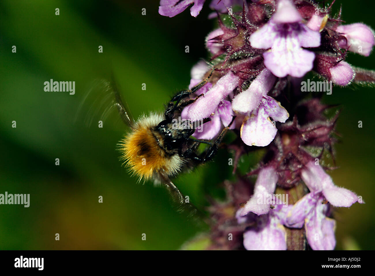 Bumblebee sipping nectar. Stock Photo