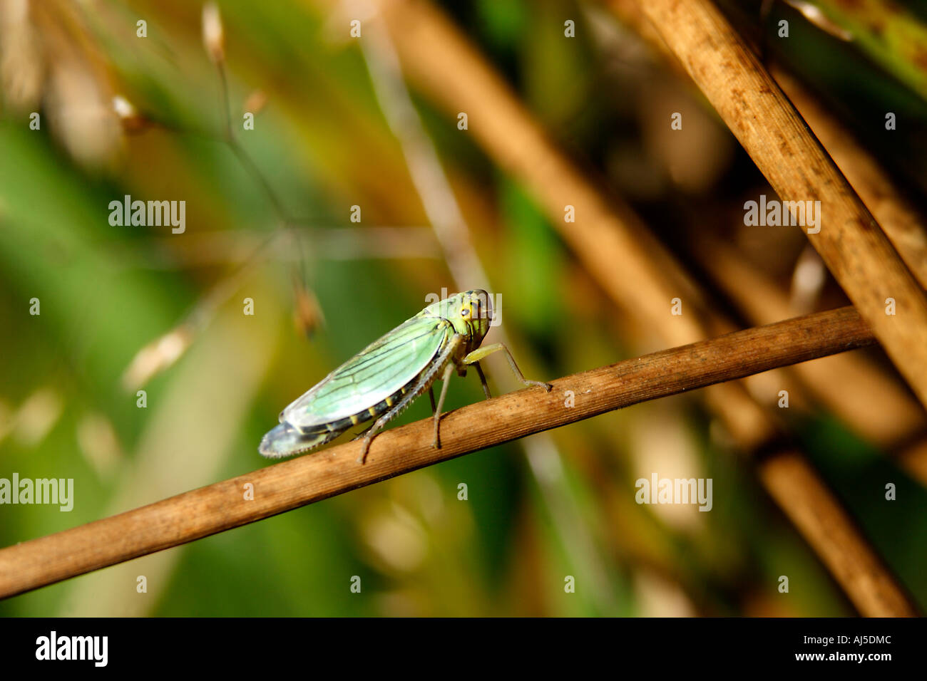 Grasshopper. Stock Photo