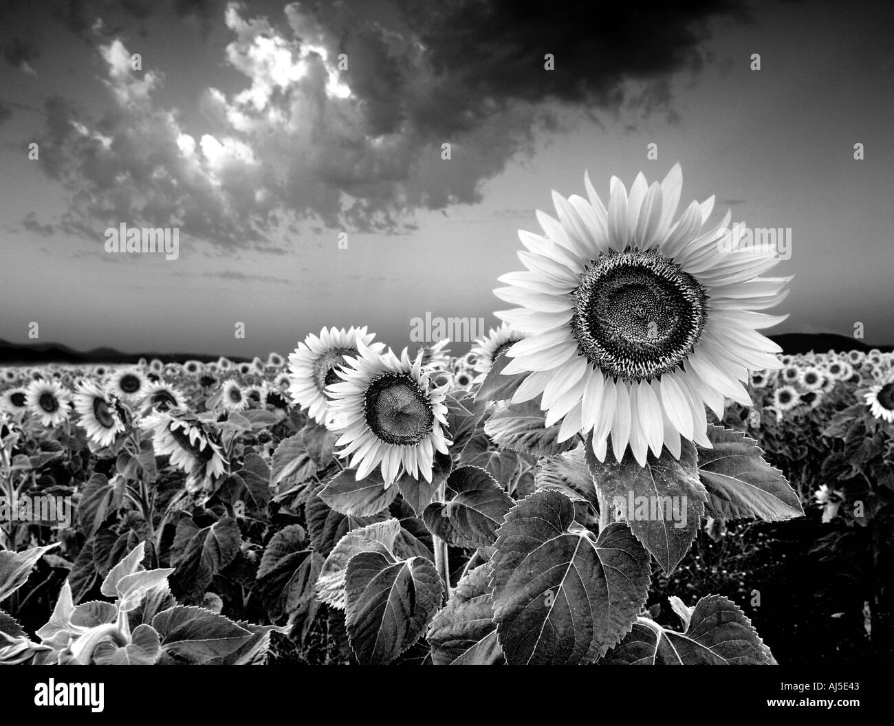 Field of sunflowers andalucia Black and White Stock Photos & Images Alamy