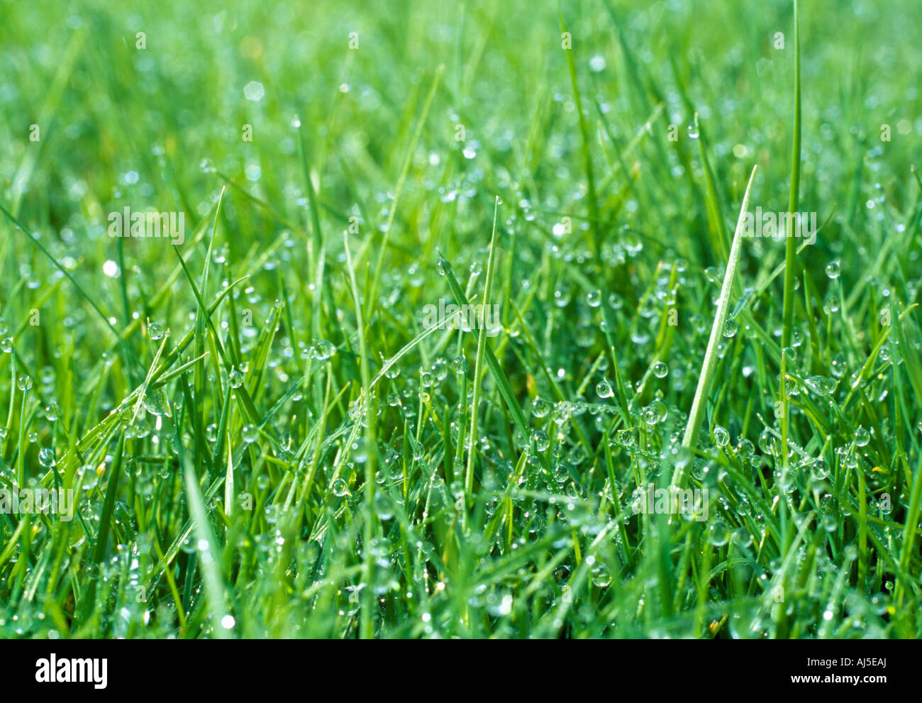 Wet grass. Stock Photo