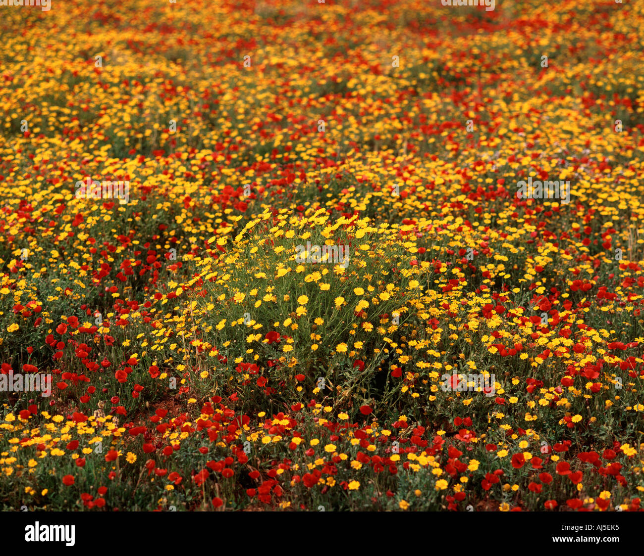 Field of wildflowers hi-res stock photography and images - Alamy