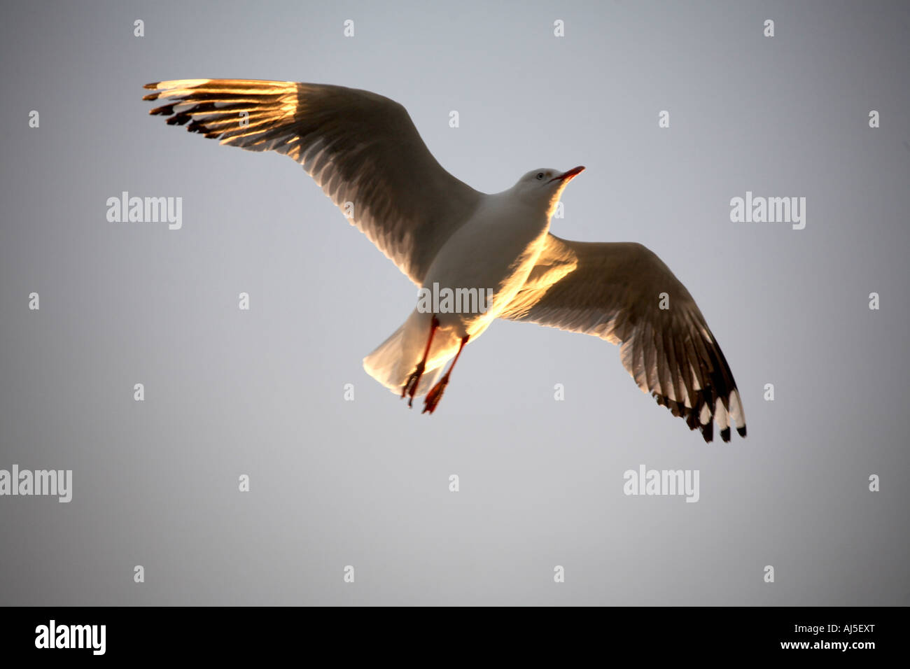 Seagull in soaring flight flying in evening sunlight at Coffs Harbour in New South Wales NSW Australia a Stock Photo