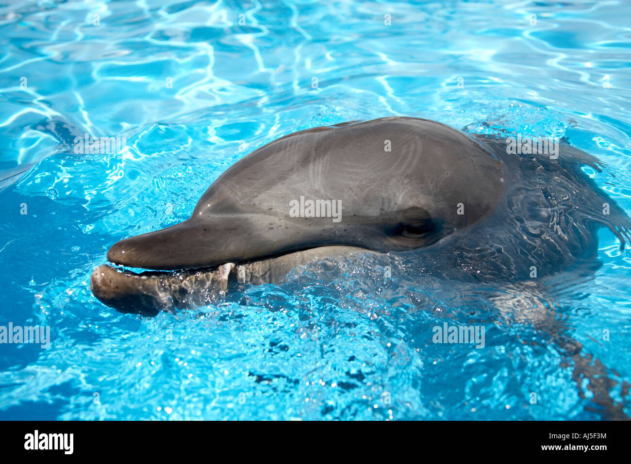 Pet Dolphin