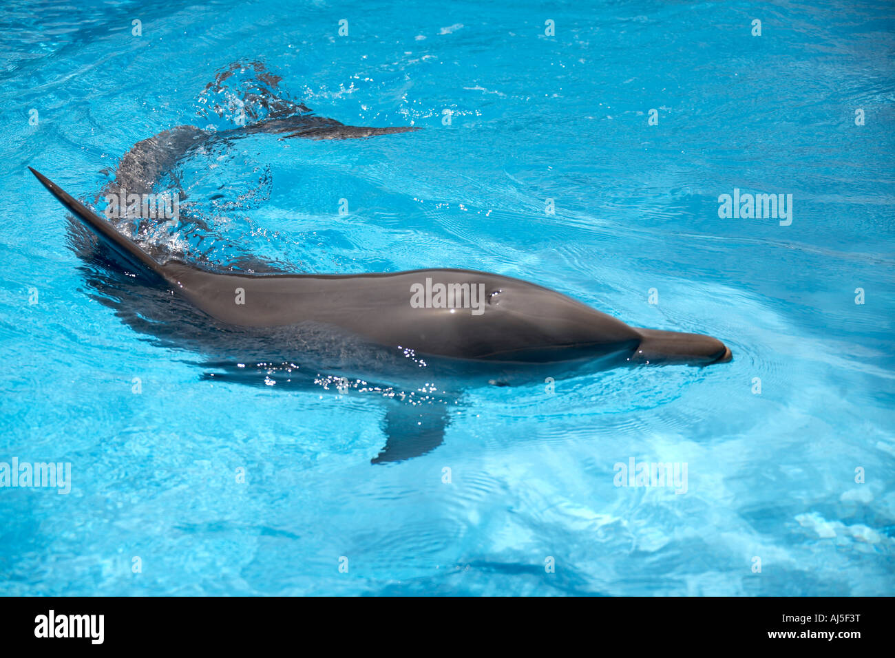 Bottlenose dolphin in pool at Pet Porpoise Pool oceanarium at Coffs Harbour in New South Wales NSW Australia Stock Photo