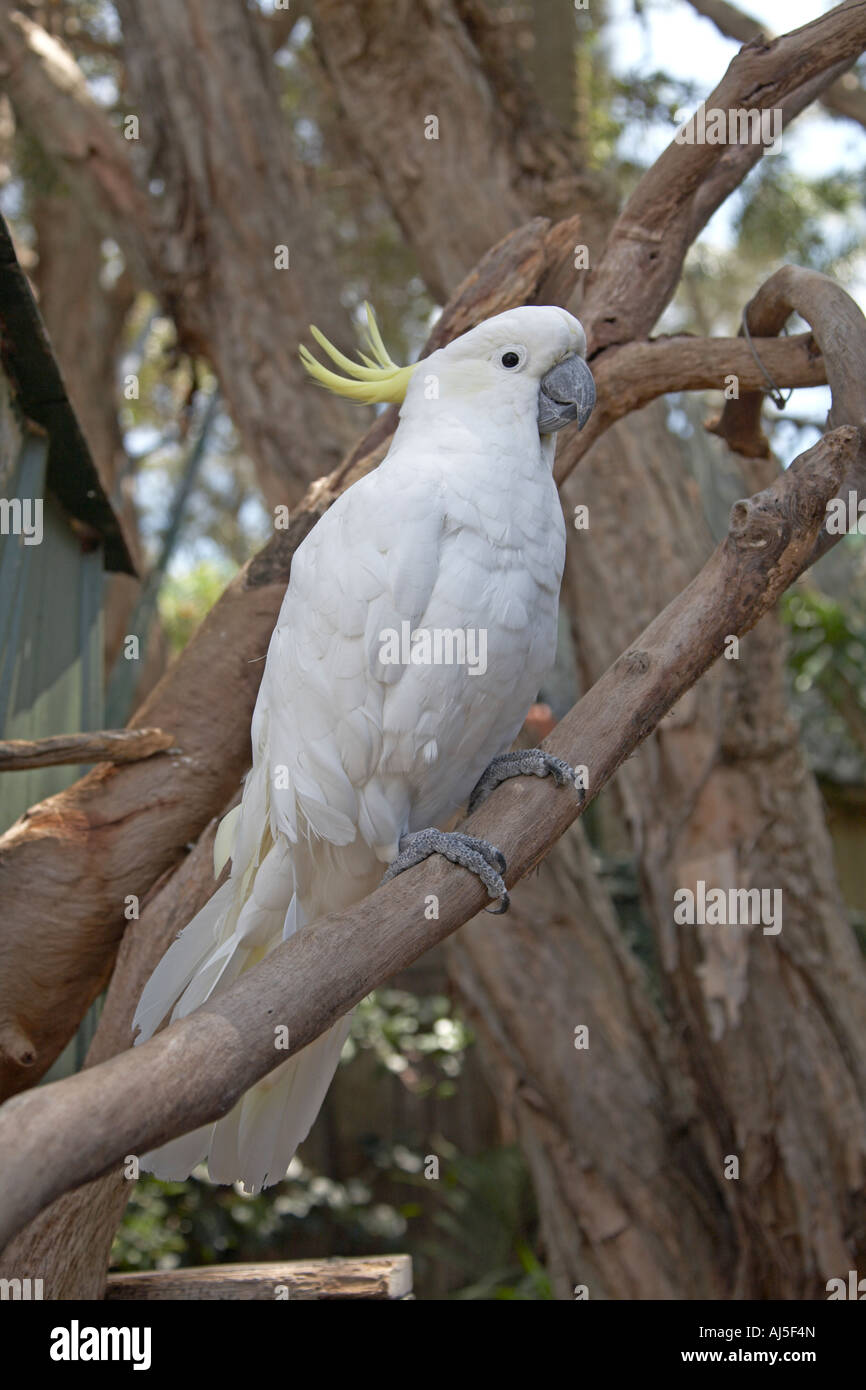 Cockatoo bird on a branch in Coffs Harbour in New South Wales NSW Australia Stock Photo