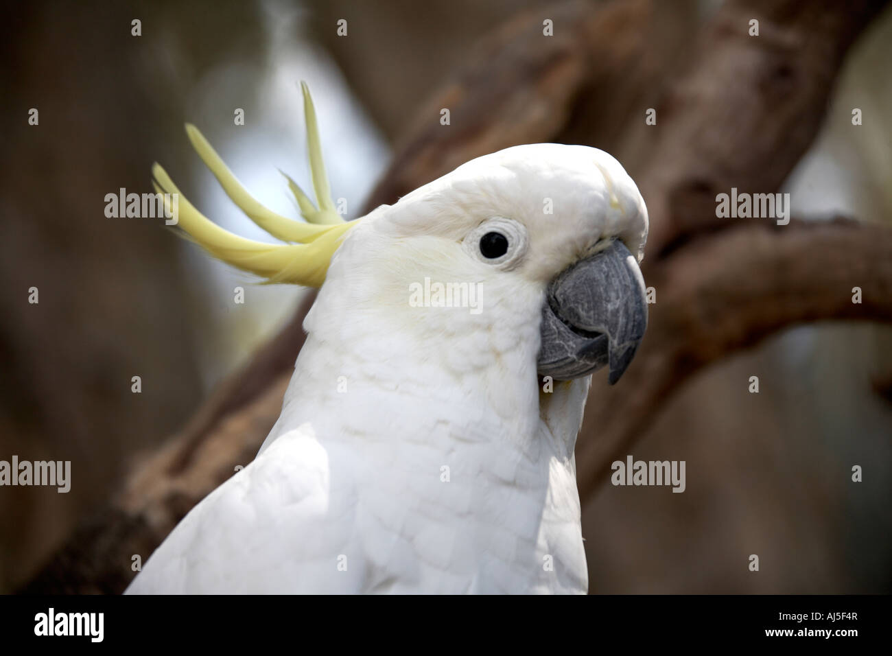Cockatoo bird on a branch in Coffs Harbour in New South Wales NSW Australia Stock Photo