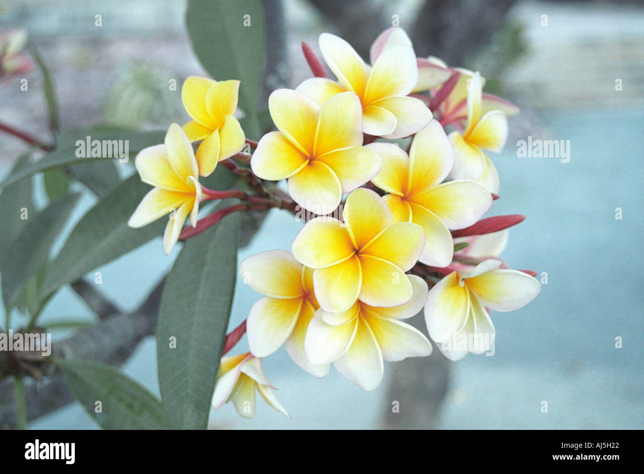 Plumeria rubra Frangipanier in blooms: yellow and white flowers onto blue  background Stock Photo - Alamy