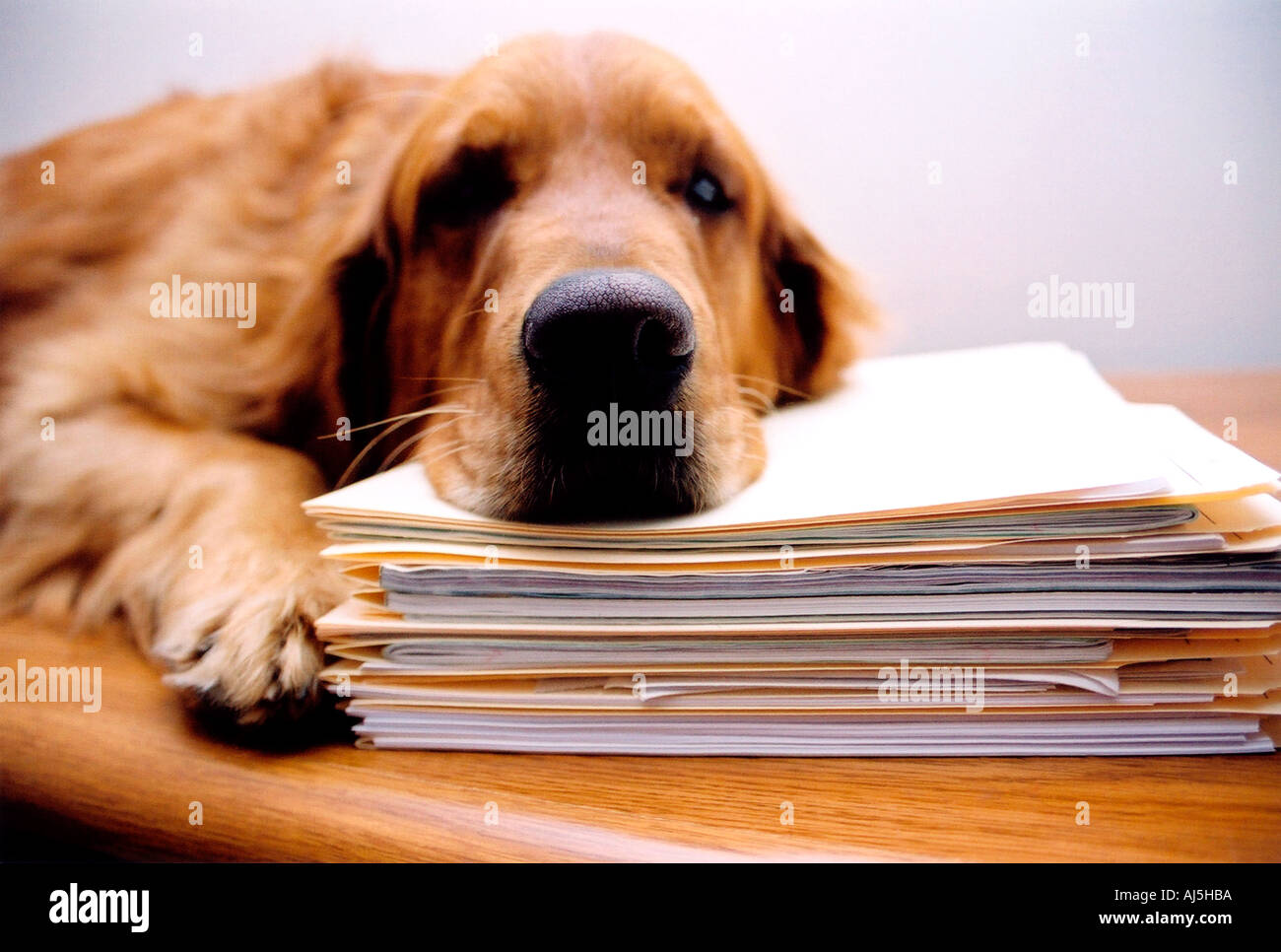 depressed dog rests on files model released Stock Photo