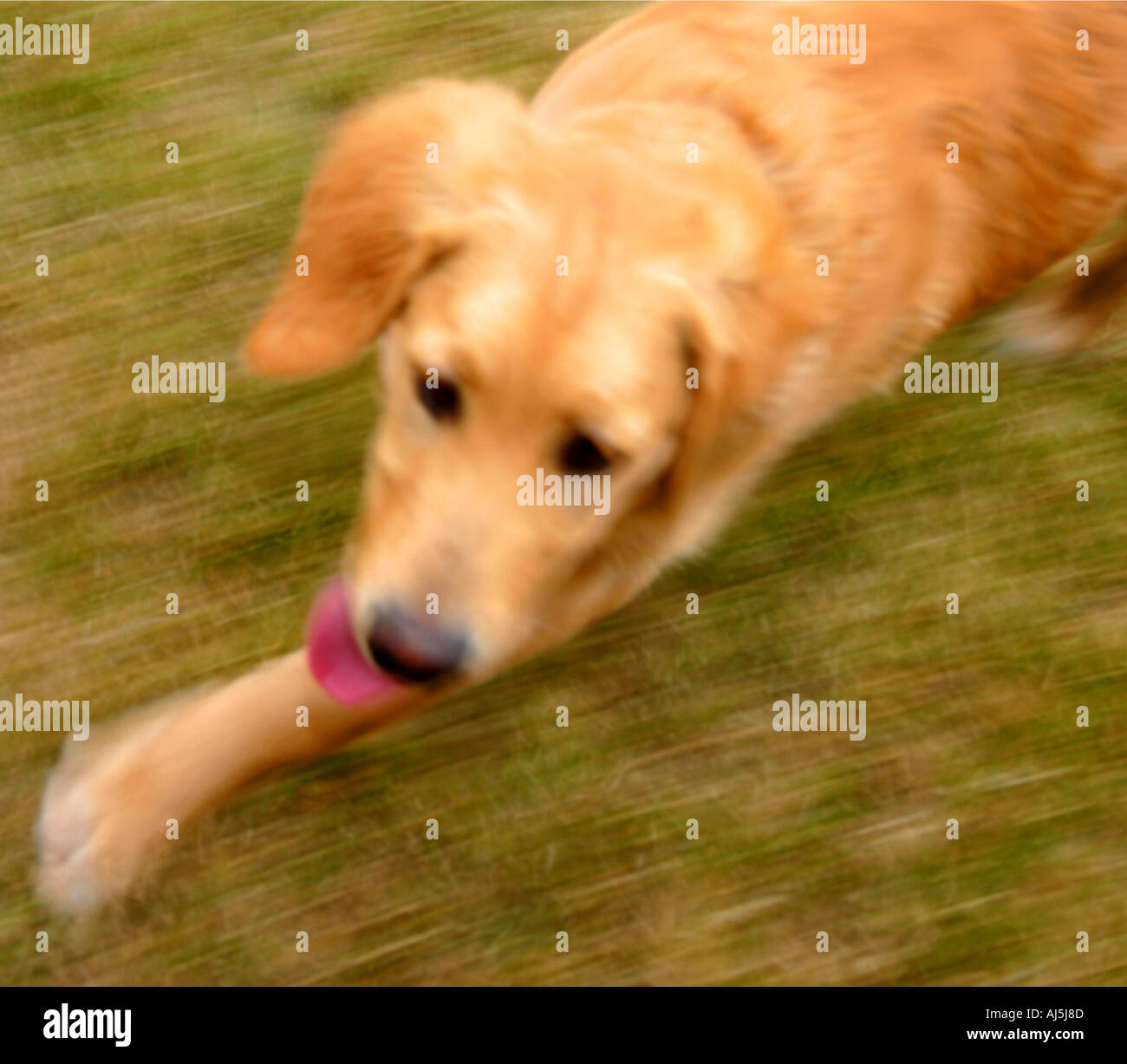 Golden Retriever puppy running Stock Photo - Alamy