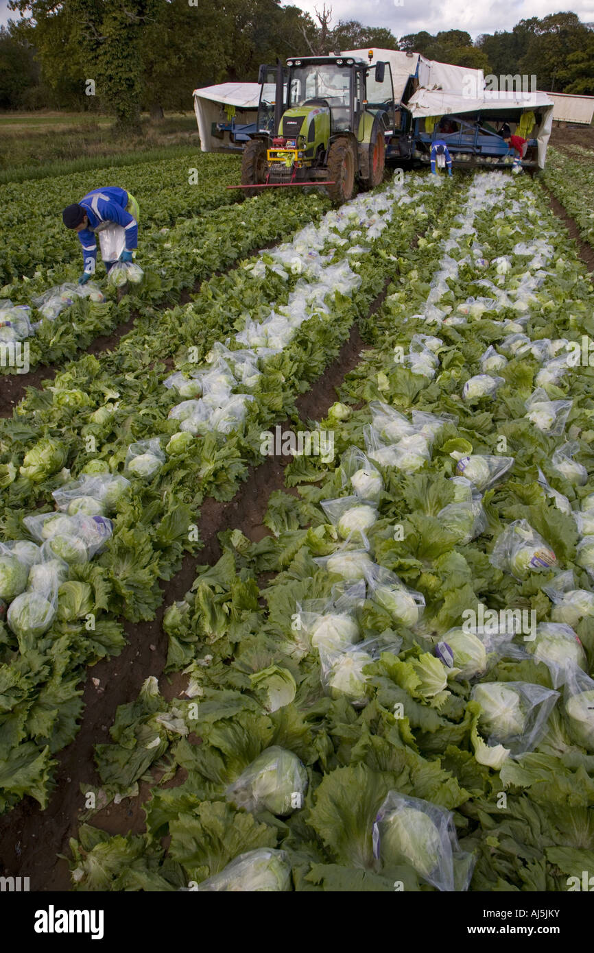 Lettuce Harvesting Norfolk Autumn Stock Photo