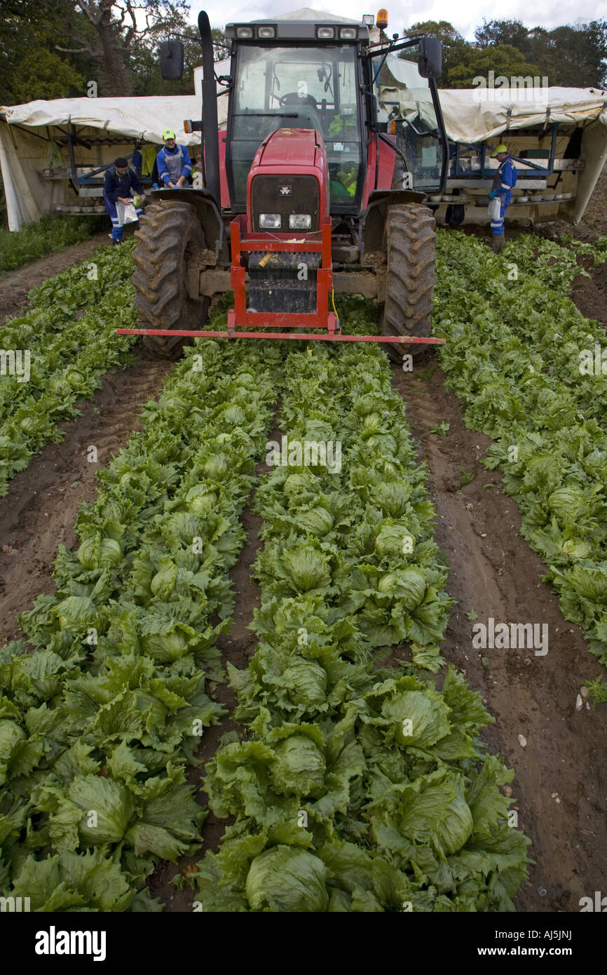 Lettuce Harvesting Norfolk Autumn Stock Photo