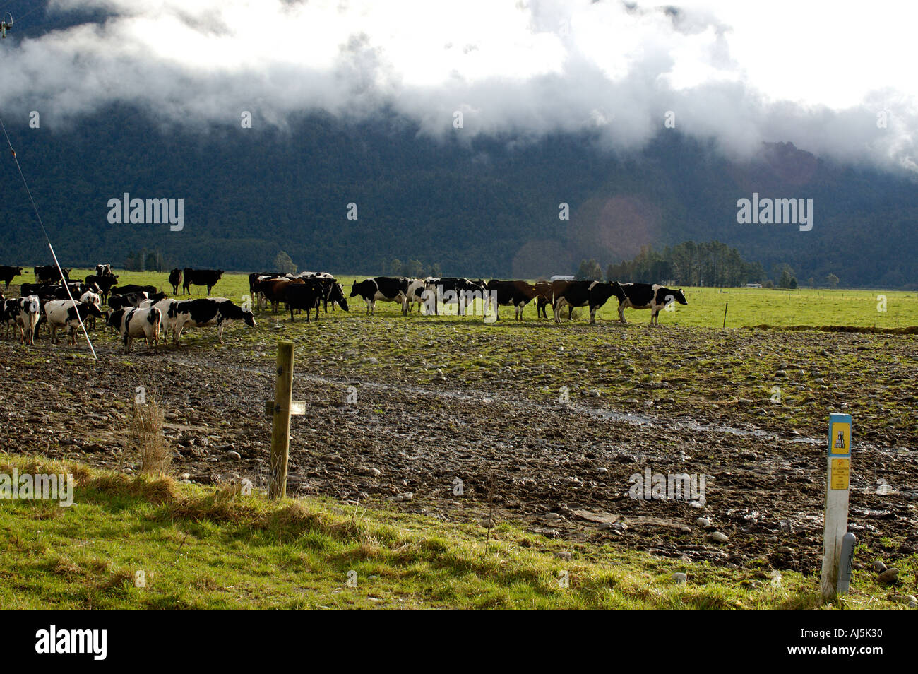 New Zealand South Island Kumara Lake Brunner area Stock Photo - Alamy