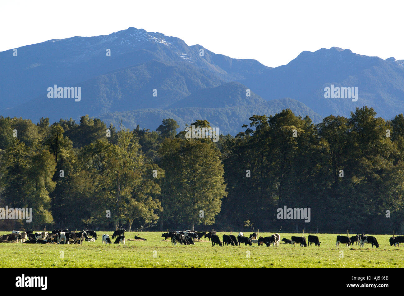 New Zealand South Island dairy cows at Lake Brunner area Stock Photo