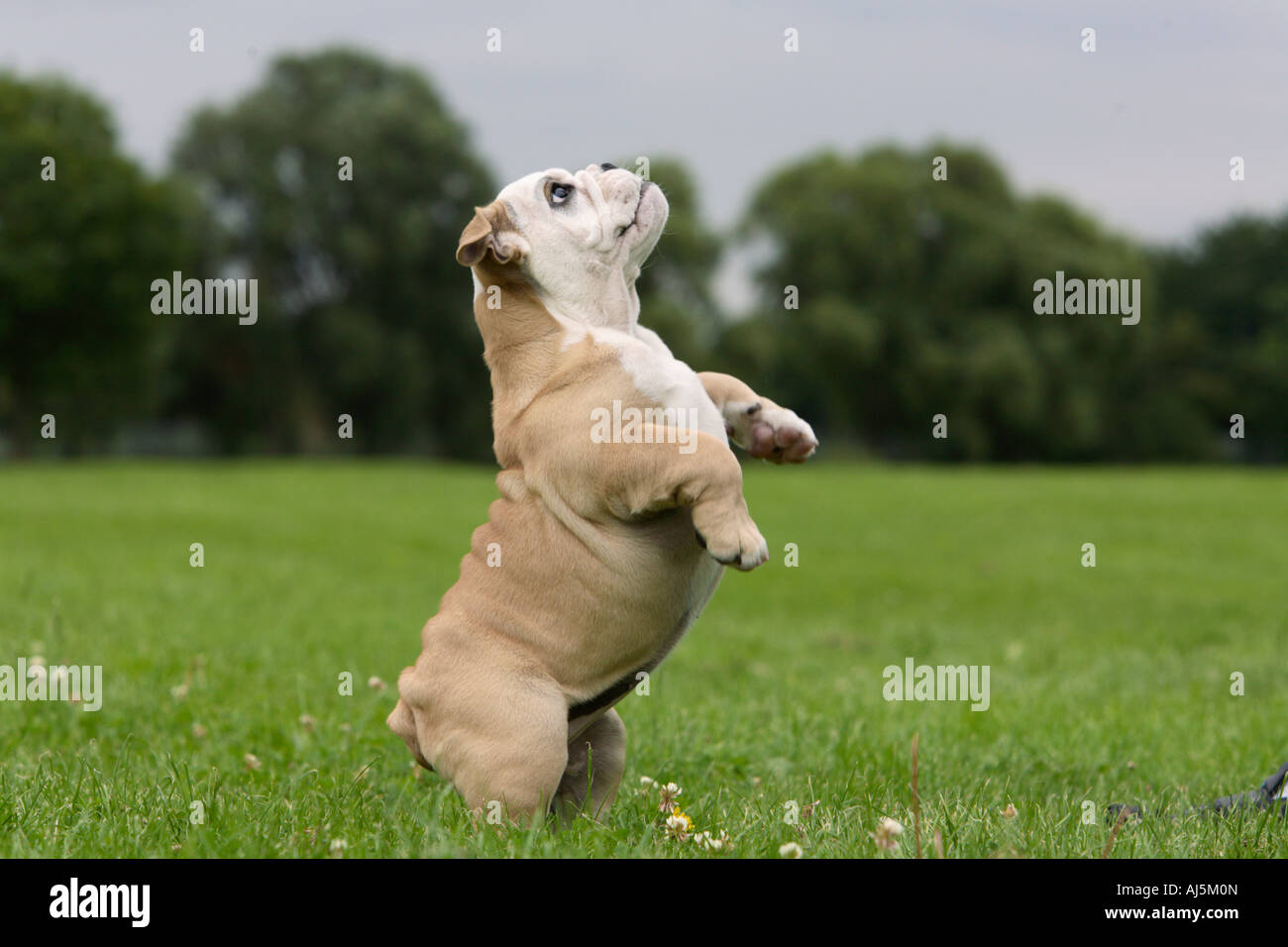 12 Week old English Bulldog puppy standing on hind legs Stock Photo Alamy